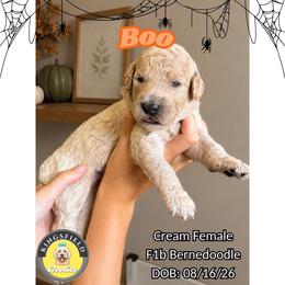Boo - White female Bernedoodle puppy in High Point, North Carolina from Kingsfield Doodles