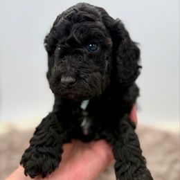 Finch - Black male Poodle puppy in Peyton, Colorado from Fuzzybottoms Ranch LLC