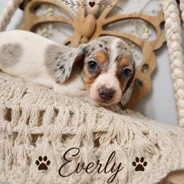 Everly - Dapple female Dachshund puppy in Hudson, Michigan from Mittentail Kennel Miniature Dachshunds & Australian Shepherds