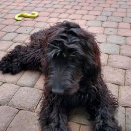 Aussiedoodles and Goldendoodles from IdaHome Doodles