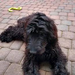 Aussiedoodles and Goldendoodles from IdaHome Doodles