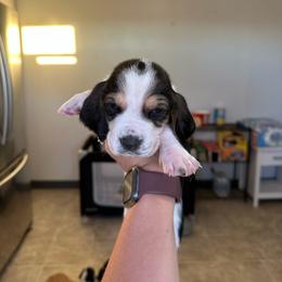 Girl 1 - Black and white female Basset Hound puppy in Las Animas, Colorado from J&D Dachsies