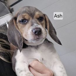 Ash - Blue tan and white male Beagle puppy in La Pine, Oregon from Happier with Dogs