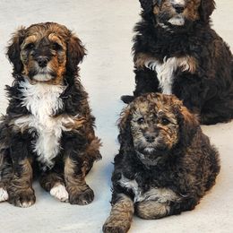 Bernedoodle Puppies from Adorable Dixie Doodles