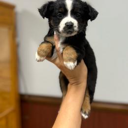 York... Peppermint Patty - Black tri male Miniature Australian Shepherd puppy in Mount Airy, Georgia from North Georgia Gems