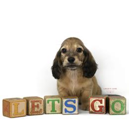 Trooper - Cream male Dachshund puppy in Flint, Texas from Legacy Lane Dachshunds