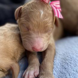 Aussiedoodle and Goldendoodle Puppies from Cuddly Doodles