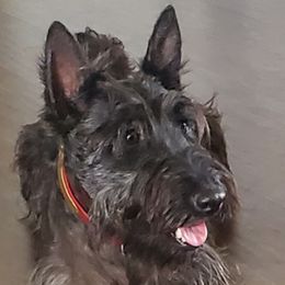 Belgian Malinois and Scottish Terriers from North River k9