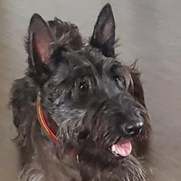 Belgian Malinois and Scottish Terriers from North River k9