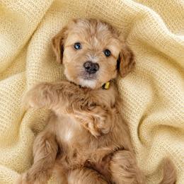 Mason - Apricot male Aussiedoodle puppy in Byron, Georgia from Southern Olive Doodles 🫒