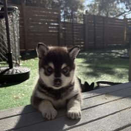 Female Puppy 2 - Black and white female Alaskan Klee Kai puppy in Beverly Hills, Florida from Lucky Charm Farms