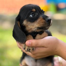 Penny - Black and tan female Dachshund puppy in Greenup, Kentucky from Tygart Creek Dachshunds