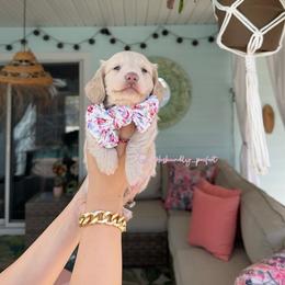 Winnie - Cream female Dachshund puppy in Summerfield, Florida from Dachshundly Perfect