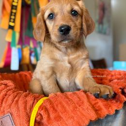 Yellow pup - Dark golden female Golden Retriever puppy in Gillete, Wyoming from Red Prairie Retrievers