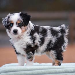 Primrose - Blue merle female Miniature American Shepherd puppy in Chocowinity, North Carolina from Foxtail Hollow