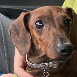 Australian Cattle Dogs and Dachshunds from Australian Cattle Cuties and littles