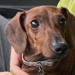 Australian Cattle Dogs and Dachshunds from Australian Cattle Cuties and littles