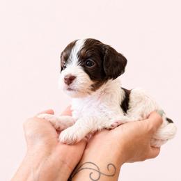 Cinnamon - Chocolate female Cavapoo puppy in Beech Island, South Carolina from New Moon Farm Canines