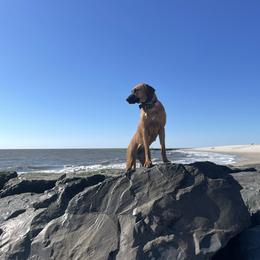 Rhodesian Ridgeback All Grown Up from Abbey Rhode Rhodesian Ridgebacks