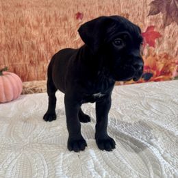 Jade - Black female Cane Corso puppy in Loogootee, Indiana from Walnut Creek Cane Corso