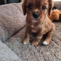 Peppermint Patty - Ruby female Cavalier King Charles Spaniel puppy in Shirley, Massachusetts from StoryBook Cavaliers LLC