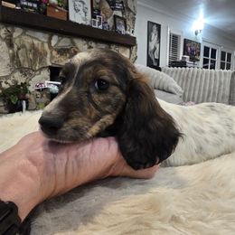 Boy 2 - Piebald male Dachshund puppy in Price, Utah from Stone Kennels