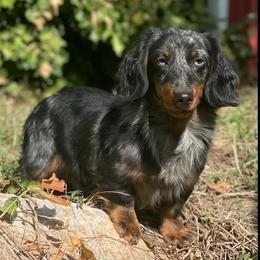Gunner - Dachshund