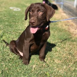 Labrador Retriever Puppies from Broneck Kennels LLC