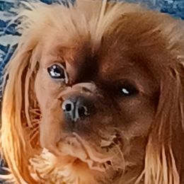 Ruby - Cavalier King Charles Spaniel