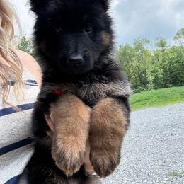 Purple AKA Karma - Black and silver female German Shepherd puppy in Terra Alta, West Virginia from Shepherd Country Farm and Kennels