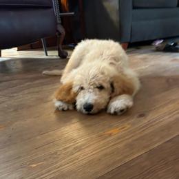 Edith's Green - Parti male Goldendoodle puppy in Hardeeville, South Carolina from Pups of the Lowcountry
