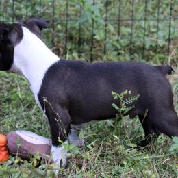 Boston Terrier Puppies from I Love Pups