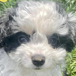 Aussiedoodles from Mini Ausiedoodle Love