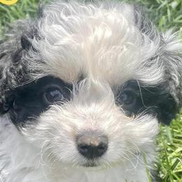 Aussiedoodles from Mini Ausiedoodle Love