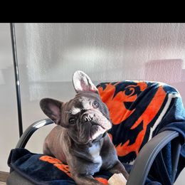 French Bulldog All Grown Up from Lakeview Frenchies