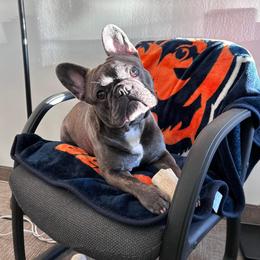 French Bulldog All Grown Up from Lakeview Frenchies