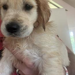 Blue - Light golden male Golden Retriever puppy in Norman, Oklahoma from Golden Kiss Retrievers