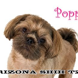 Poppy - Shih Tzu