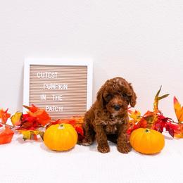 Wednesday - Red  female Goldendoodle puppy in Kissimmee, Florida from Poodle Doodle Kennels