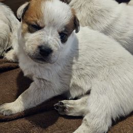 Buddy - Red speckled male Australian Cattle Dog puppy in Cora, Wyoming from Lyla Hinman's Australian Cattle Dogs
