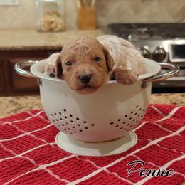 Penne (Lt Pink Collar) - Apricot female Goldendoodle puppy in Guthrie, Oklahoma from Edmond Doodles, LLC