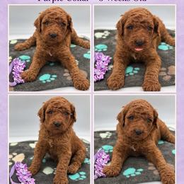 Maple - Red  female Poodle puppy in Mount Vernon, Illinois from AMC Poodles