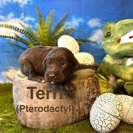 Terri - Chocolate female Labradoodle puppy in Chelan, Washington from North Cascades Doodles