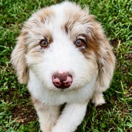 Molly - Red merle female Aussiedoodle puppy in Denton, Maryland from Royal Conron Doodles