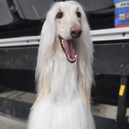 Afghan Hounds from Khafra Afghan Hounds