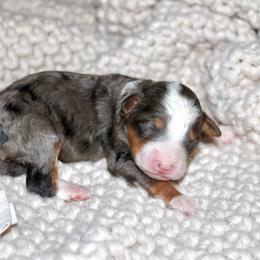 Jules - Blue merle female Bernedoodle puppy in Apple Creek, Ohio from Cuddle Paws