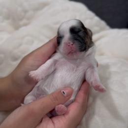 Butterfly Flutter (Pippin) - Brindle and white female Shih Tzu puppy in Cedar Hill, Texas from Puppy Paper House