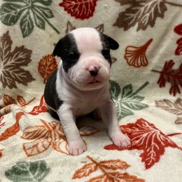 Tay - Black female American Staffordshire Terrier puppy in Byron, Georgia from Lelani