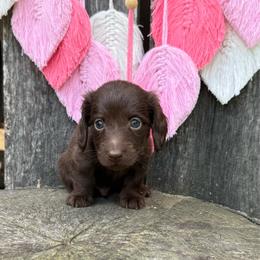 Boy 2 - Benjamin Bunny - Chocolate male Dachshund puppy in Corbin, Kentucky from Steele Half Acre Homestead