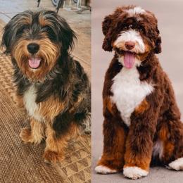 Australian Mountain Doodle puppies from Little Puppy Co.